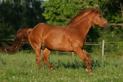 Quarter-Horse-Smart-O-Lon08.jpg