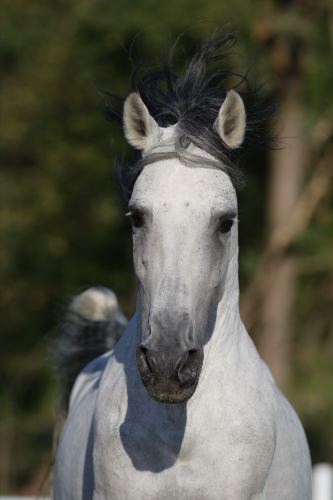 Andalusier Gitano 29.JPG